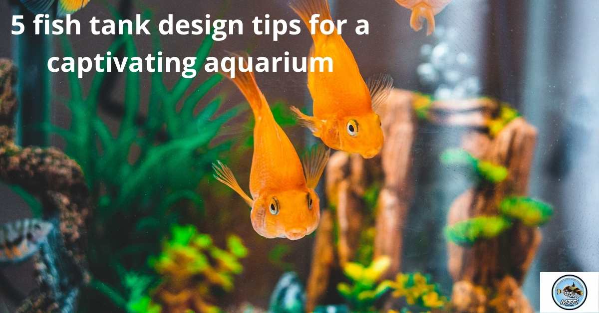 5 Fish Tank Design Tips for a Captivating Aquarium Melbourne Tropical