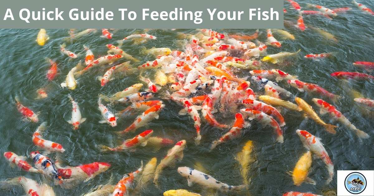 A Quick Guide To Feeding Your Fish Melbourne Tropical Fish
