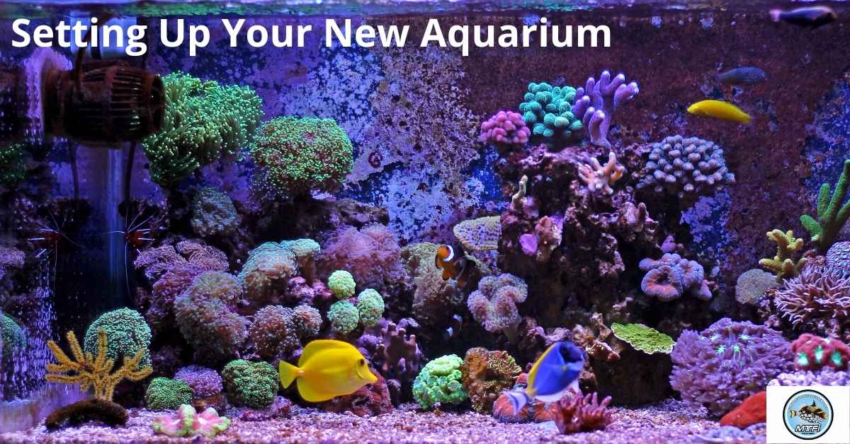 Setting Up Your New Aquarium – Melbourne Tropical Fish