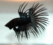 Load image into Gallery viewer, Betta Male
