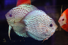 Load image into Gallery viewer, Discus Blue Turquoise