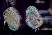 Load image into Gallery viewer, Discus Blue Turquoise