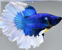 Load image into Gallery viewer, Betta Male