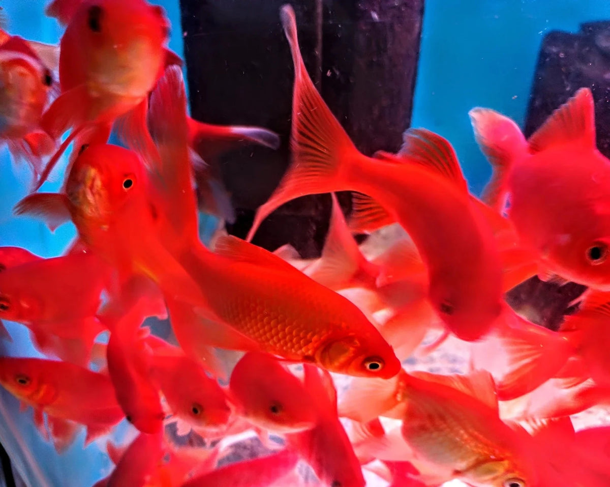 Red Comet 5cm – Melbourne Tropical Fish - Main Image