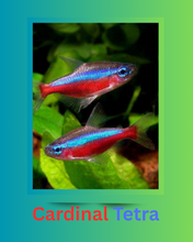 Load image into Gallery viewer, Cardinal Tetra