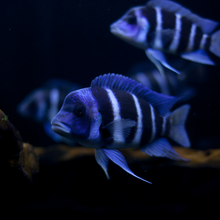 Load image into Gallery viewer, Aquarium Cleaning & Maintenance (4ft and below)