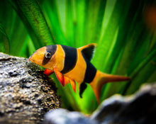Load image into Gallery viewer, Clown Loach