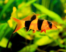 Load image into Gallery viewer, Clown Loach