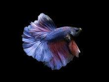 Load image into Gallery viewer, Betta Male