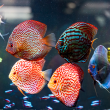 Load image into Gallery viewer, Aquarium Cleaning & Maintenance (4ft and below)