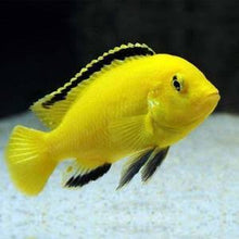 Load image into Gallery viewer, Electric Yellow