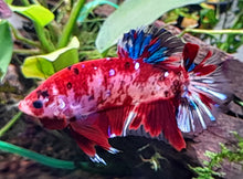 Load image into Gallery viewer, Betta Male