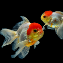 Load image into Gallery viewer, Aquarium Cleaning & Maintenance (4ft and below)