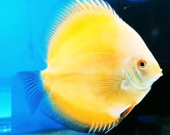 discus golden yellow