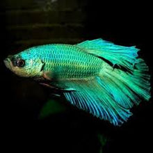 Load image into Gallery viewer, Betta Male