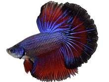 Load image into Gallery viewer, Betta Male