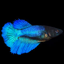 Load image into Gallery viewer, Betta Male