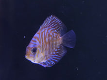 Load image into Gallery viewer, Tiger Turquoise Discus 5cm