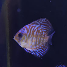 Load image into Gallery viewer, Tiger Turquoise Discus 5cm