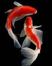 Load image into Gallery viewer, Koi Fish Growth & Colour - Medium Size Pellets - 350g