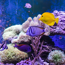Load image into Gallery viewer, Aquarium Cleaning & Maintenance (4ft and below)