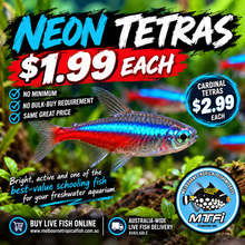 Load image into Gallery viewer, Neon Tetra