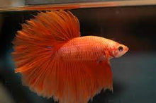 Load image into Gallery viewer, Betta Male