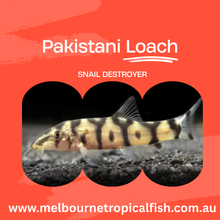 Load image into Gallery viewer, Pakistani Loach Yoyo Loach