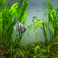 Load image into Gallery viewer, Aquarium Cleaning & Maintenance (4ft and below)