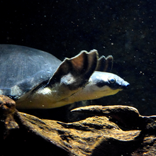 Load image into Gallery viewer, Aquarium Cleaning & Maintenance (4ft and below)