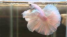 Load image into Gallery viewer, Betta Male