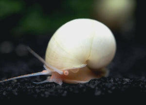 Ivory Mystry snails