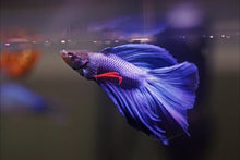 Load image into Gallery viewer, Betta Male