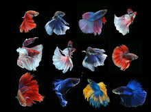 Load image into Gallery viewer, Betta Male