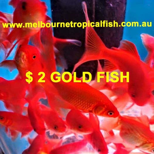 $2 Gold Fish Comet