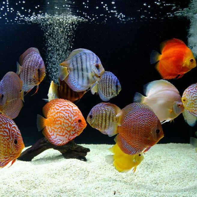 DISCUS ASSORTED 89cm Melbourne Tropical Fish