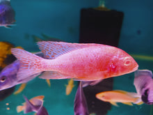 Load image into Gallery viewer, Strawberry Peacock