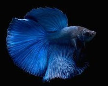 Load image into Gallery viewer, Betta Male