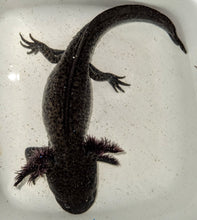 Load image into Gallery viewer, Axolotl Assorted