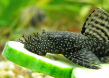 Load image into Gallery viewer, Bristlenose Catfish