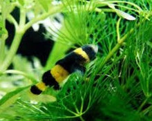 Load image into Gallery viewer, Bumble Bee Goby
