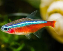 Load image into Gallery viewer, Cardinal Tetra