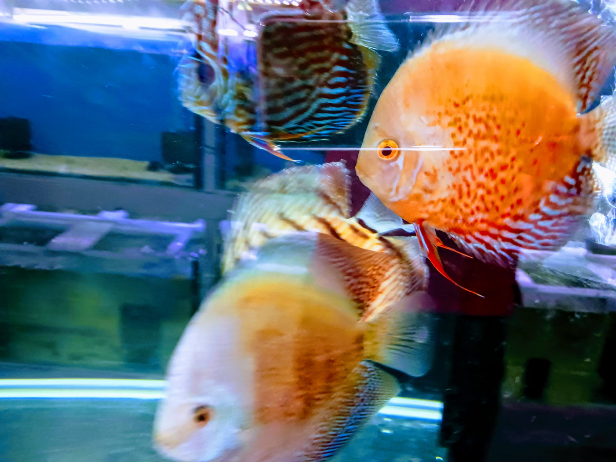 Discus fish deals for sale