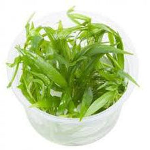 Load image into Gallery viewer, Tissue Culture