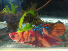 Load image into Gallery viewer, Betta Male