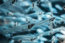 Load image into Gallery viewer, Thailand Glass Catfish