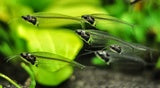 Load image into Gallery viewer, Thailand Glass Catfish
