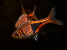 Load image into Gallery viewer, Harlequin Rasbora