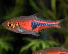 Load image into Gallery viewer, Harlequin Rasbora