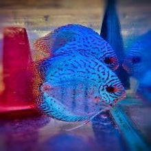Load image into Gallery viewer, Discus Blue Turquoise